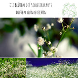 Schleierkraut Samen - Gypsophilia paniculata - HappySeed