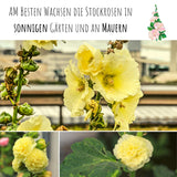 Stockrosen Samen - Alcea Rosea (Gelb) - HappySeed