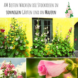 Stockrosen Samen - Alcea Rosea (Mix) - HappySeed