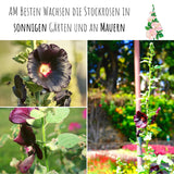 Stockrosen Samen - Alcea Rosea (Schwarz) - HappySeed