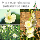 Stockrosen Samen - Alcea Rosea (Weiß) - HappySeed