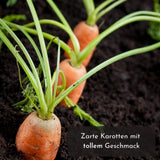 5m Saatband mit Karotten Samen - Nantaise 2 - Daucus carota - HappySeed