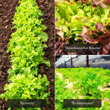 5m Saatband mit Salat Mix Samen - Lactuca sativa var. crispa - HappySeed