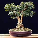 Ölbaum Samen - Olea europaea (Bonsai) - HappySeed