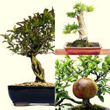 Zwerg Granatapfel Samen -Punica granatum Nana (Bonsai) - HappySeed