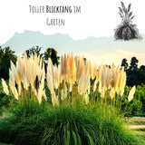 Amerikanisches Pampasgras Samen - Cortaderia selloana - HappySeed