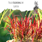 Japanisches Blutgras Samen - Imperata cylindrica - HappySeed