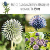 Kugeldistel Samen - Echinops ritro - HappySeed