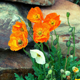 Islandmohn Samen - Papaver nudicaule (Mix) - HappySeed