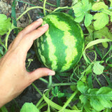 Wassermelone Samen - Citrullus lanatus - HappySeed