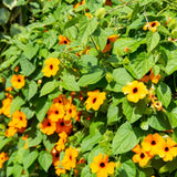 Schwarzäugige Susanne - Thunbergia alata - HappySeed