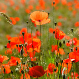 Klatschmohn Samen - Papaver rhoeas (Rot) - HappySeed