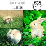 Vogelgras Samen (Phleum pratense)