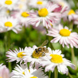 Gänseblümchen Samen - Bellis perennis - HappySeed