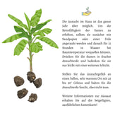 Darjeeling Bananen Samen - Musa sikkimensis - HappySeed