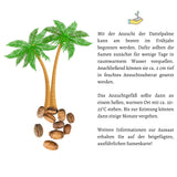 Kanarische Dattelpalme Samen - Phoenix canariensis - HappySeed