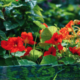 Kapuzinerkresse Samen - Tropaeolum majus - HappySeed