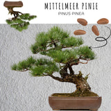 Außergewöhnliche Bonsai Samen mit hoher Keimrate - 5er Set inkl. GRATIS eBook - HappySeed