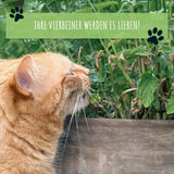 Katzenminze Samen Saatband 80 x 10 cm - Nepeta cataria - HappySeed