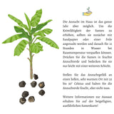 Große Essbanane Samen - Musa x paradisiaca - HappySeed