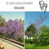 Blauglockenbaum Kiribaum Samen - Paulownia tomentosa (300 Korn) - HappySeed