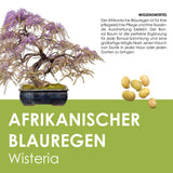 GROW2GO Bonsai Starter Kit inkl. GRATIS eBook - Afrikanischer Blauregen - HappySeed