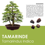 GROW2GO Bonsai Starter Kit inkl. GRATIS eBook - Tamarinde - HappySeed