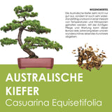 GROW2GO Bonsai Starter Kit inkl. GRATIS eBook - Australische Kiefer - HappySeed