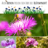 Kornblumen Samen (Centaurea cyanus) - Rot, 1000 Korn, 80 cm - HappySeed