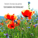 Kornblumen Samen (Centaurea cyanus) - Mini Mix, 1000 Korn, 50 cm - HappySeed