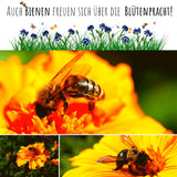 Ringelblumen Samen - Calendula Officinalis (Gelb/Orange) - HappySeed