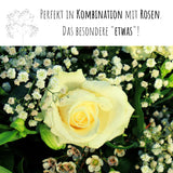 Schleierkraut Samen - Gypsophilia paniculata - HappySeed