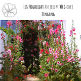 Stockrosen Samen - Alcea Rosea (Mix) - HappySeed