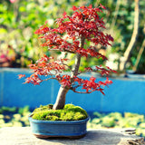Roter Fächerahorn Samen - Acer palmatum atropurpureum (Bonsai) - HappySeed
