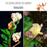 Topfbaumwoll Samen - Gossypium Herbaceum - HappySeed