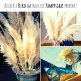 Amerikanisches Pampasgras Samen - Cortaderia selloana - HappySeed