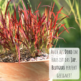 Japanisches Blutgras Samen - Imperata cylindrica - HappySeed