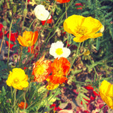 Islandmohn Samen - Papaver nudicaule (Mix) - HappySeed