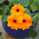 Schwarzäugige Susanne - Thunbergia alata - HappySeed