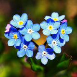Vergissmeinnicht Samen - Myosotis - HappySeed