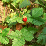 Erdbeeren Samen - Fragaria - HappySeed