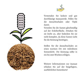 Vogelgras Samen (Phleum pratense)