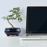 Bonsai Schale aus Keramik in Marineblau - 9,5 x 4,5 x 9,5 cm - HappySeed