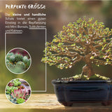 Bonsai Schale aus Keramik in Marineblau - 15 x 5,5 x 11 cm - HappySeed