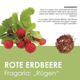 Obst Samen Set mit 6 exotischen Sorten - HappySeed