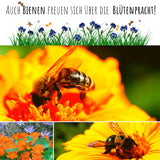 Kapuzinerkresse Samen - Tropaeolum majus - HappySeed