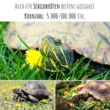 Löwenzahn Samen für Kaninchen - Wildkräuter Saatgut als optimale Futterergänzung - HappySeed
