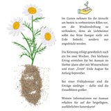 Echte Kamille Samen - Matricaria chamomilla - HappySeed