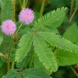 GROW2GO Mimose Starter Kit - Pflanzset aus Mini-Gewächshaus, Mimose Samen & Erde - HappySeed