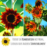 Sonnenblumen Samen - Helianthus annuus (Eklipse) - HappySeed